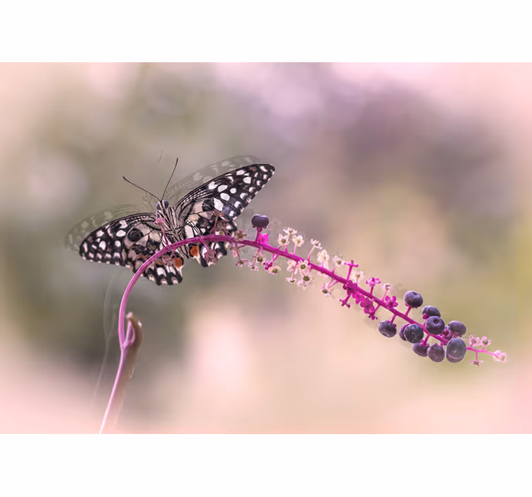 Butterfly on Flower flowers wall mural - TenStickers