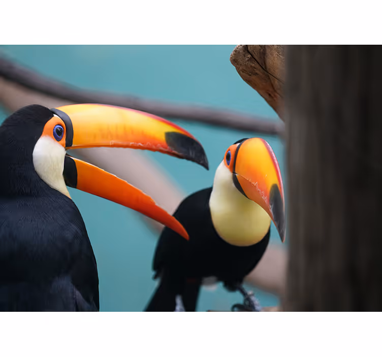 Toucan Bird Pair wall mural animals - TenStickers