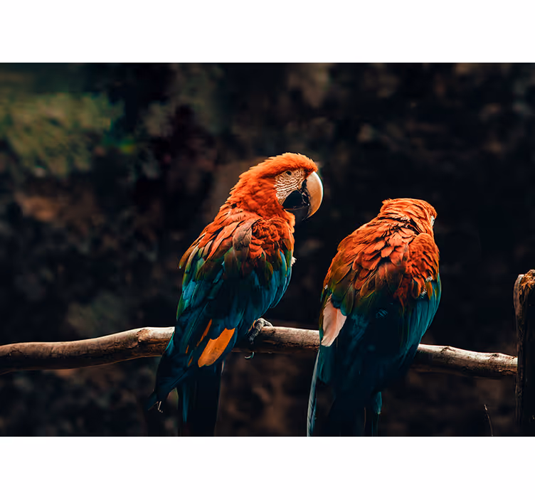 Colorful Parrots Together wall mural animals - TenStickers