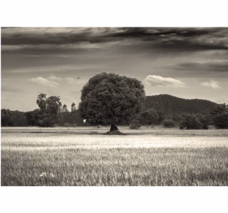Lone Tree Landscape trees wall mural - TenStickers