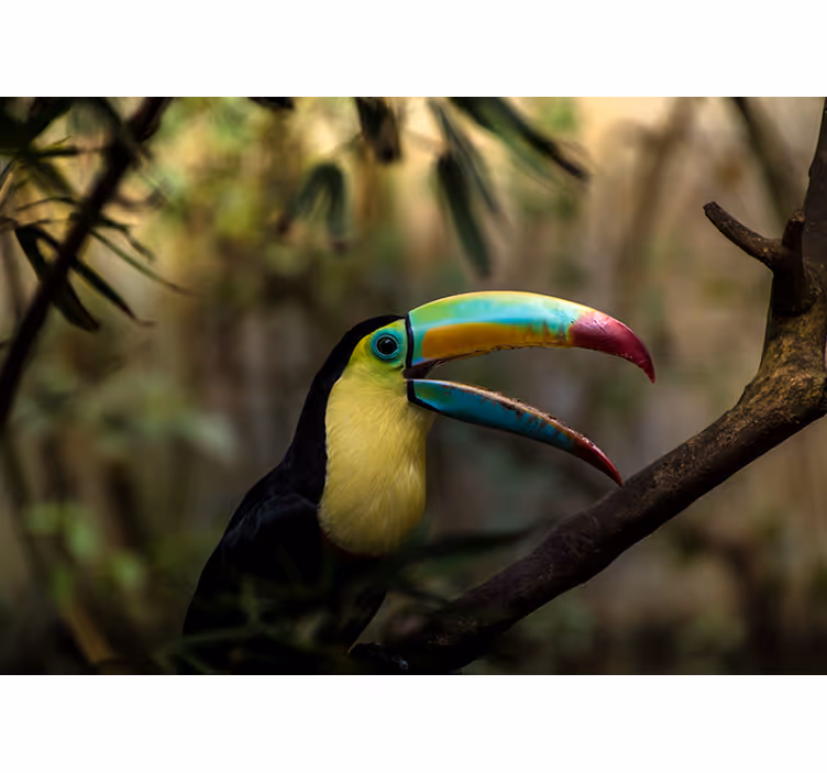 Wall mural animals colorful toucan portrait - TenStickers