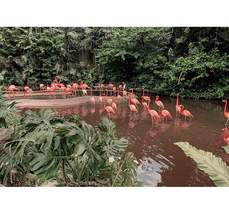 Flamingos by Water wall mural animals - TenStickers