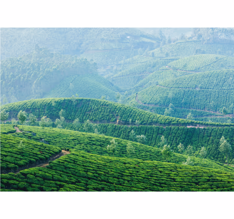 Landscape wall mural tea plantation hills - TenStickers