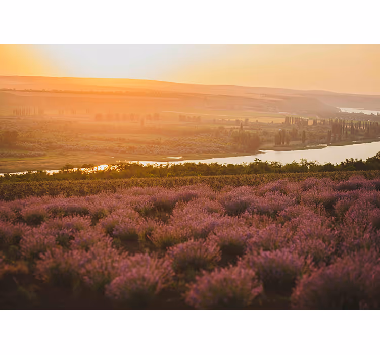 Lavender Sunset Landscape flowers wall mural - TenStickers