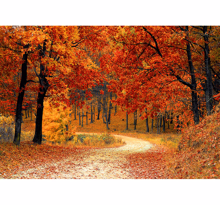 Fall Woodland Trail nature wall mural - TenStickers