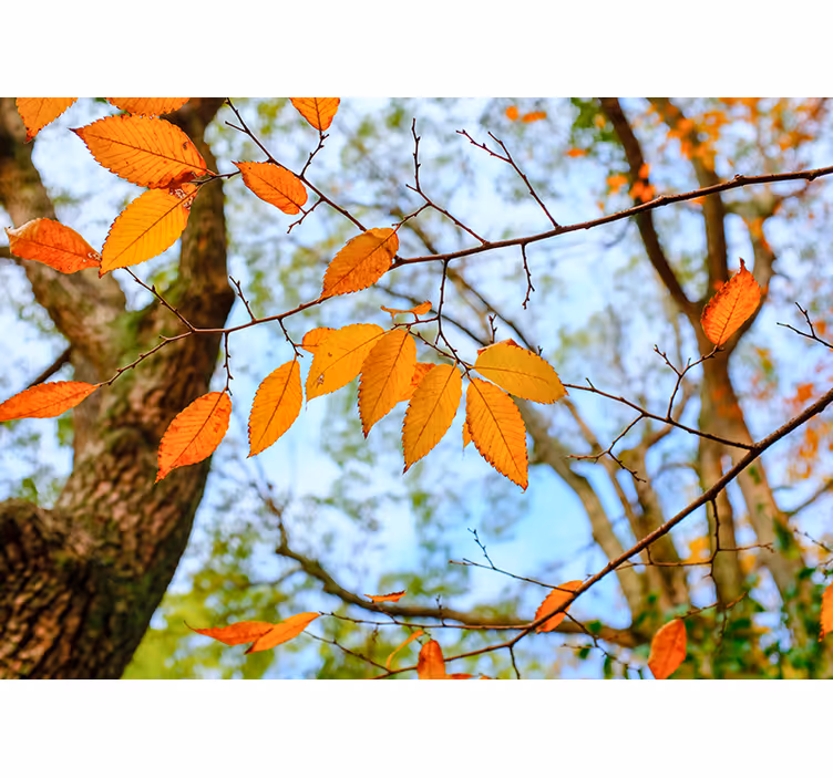 Autumn Leaves Branch trees wall mural - TenStickers