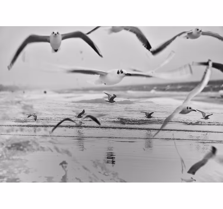 Seagulls Over Ocean wall mural animals - TenStickers