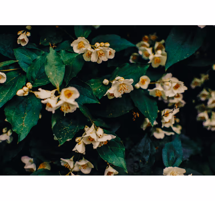 Flowers wall mural delicate white blossoms - TenStickers