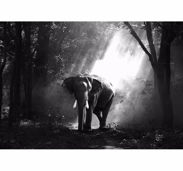 Majestic Elephant Encounter wall mural animals - TenStickers