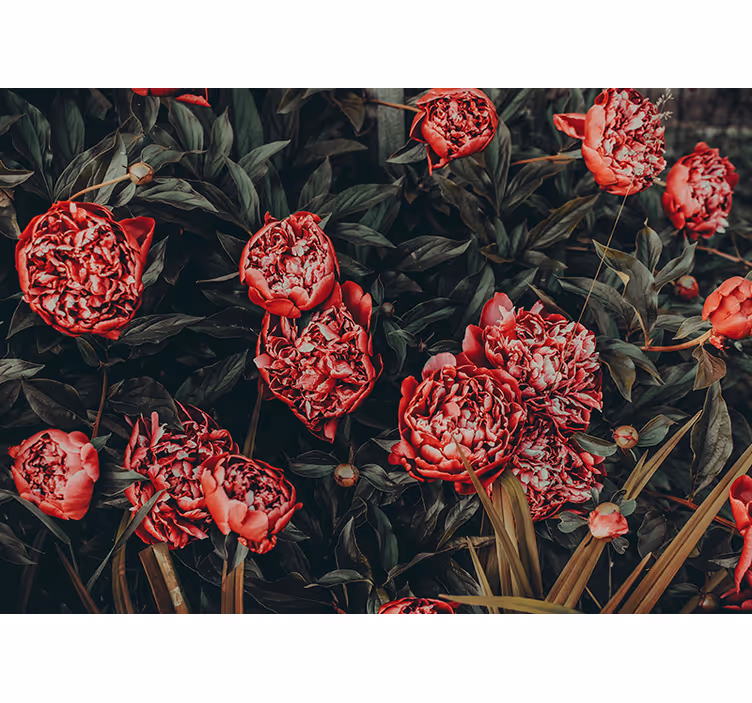 Peony Floral Arrangement flowers wall mural - TenStickers