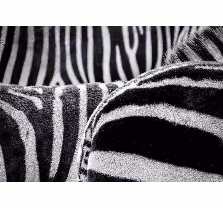 Realistic zebras stripes wall mural animals - TenStickers