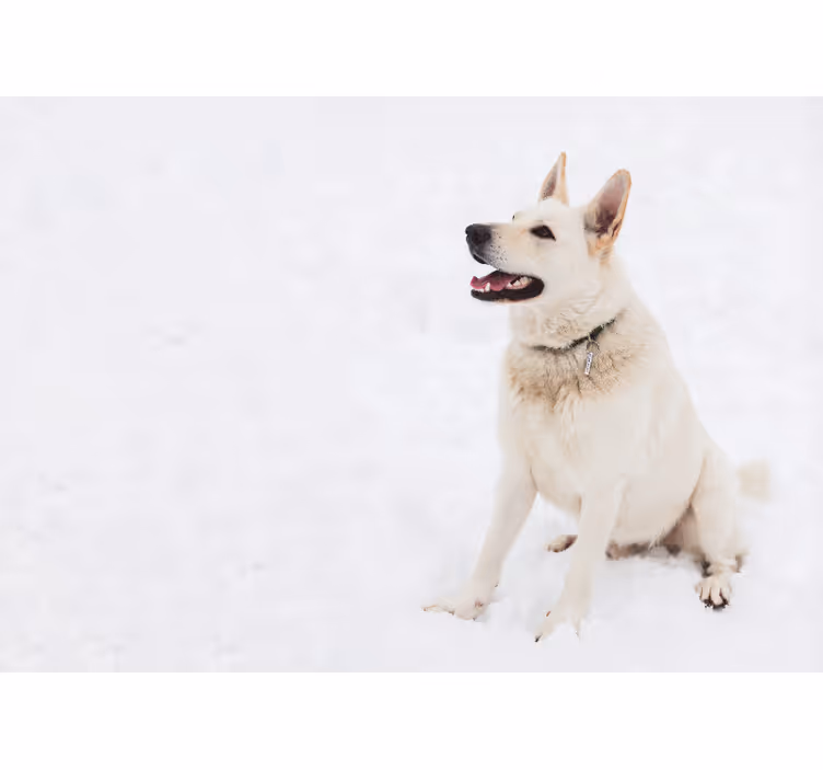 Happy White Dog wall mural animals - TenStickers