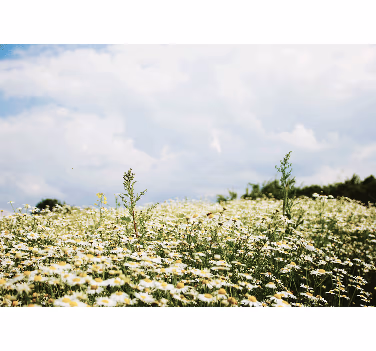 Daisy Field Scene flowers wall mural - TenStickers