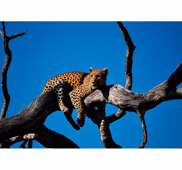 Leopard on Branch wall mural animals - TenStickers