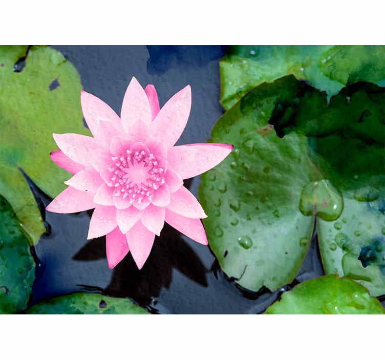 Pink Lotus Blossom flowers wall mural - TenStickers