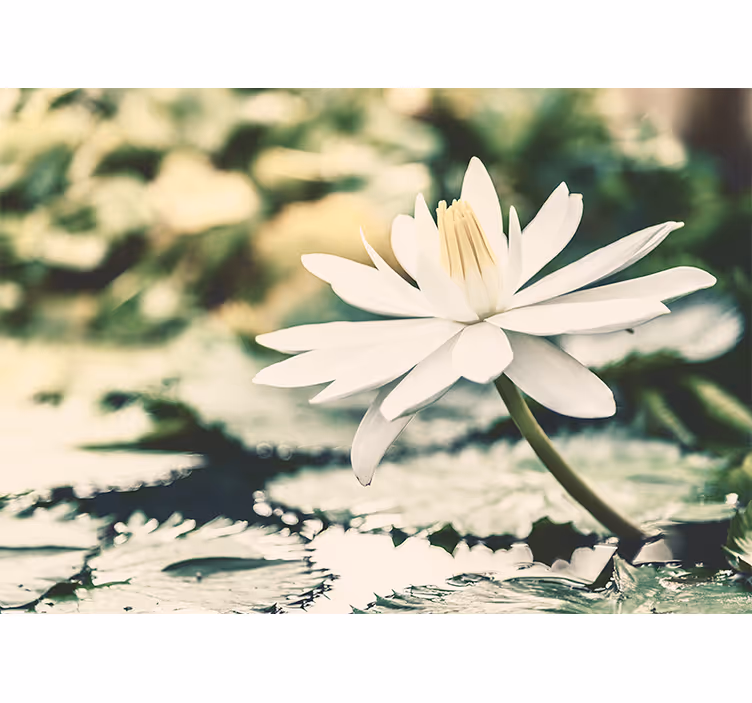 Lily Flower Bloom flowers wall mural - TenStickers