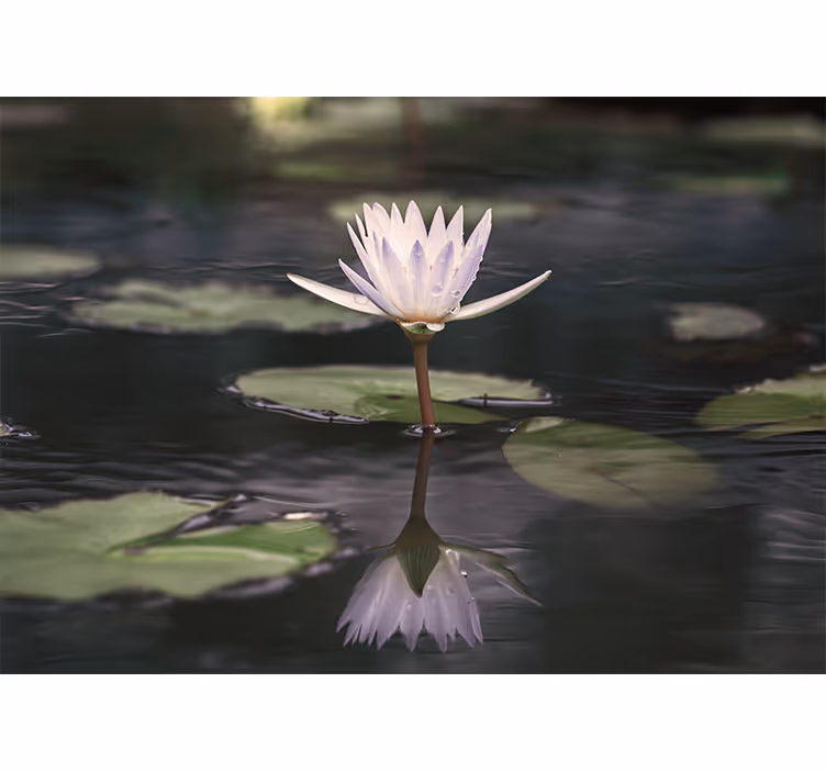 Lotus Flower Reflection flowers wall mural - TenStickers