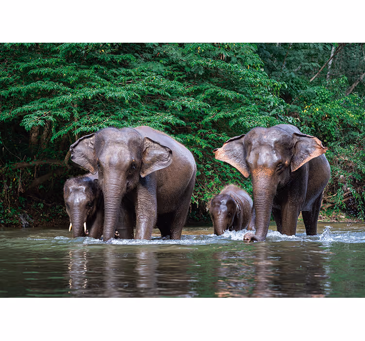 Elephants in Water wall mural animals - TenStickers