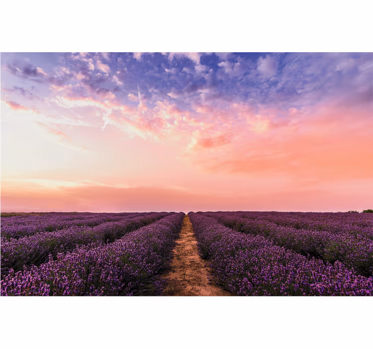 Lavender Field Sunset flowers wall mural - TenStickers