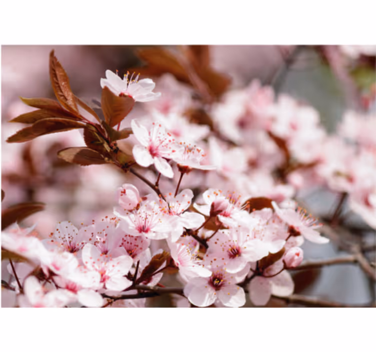 Cherry Blossom Elegance flowers wall mural - TenStickers