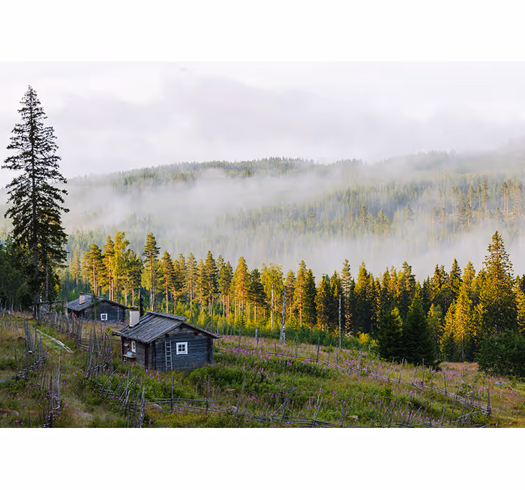 Mist Covered Forest landscape wall mural - TenStickers
