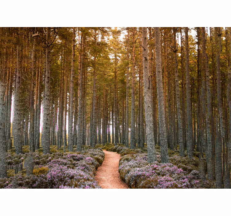 Forest Pathway Adventure nature wall mural - TenStickers