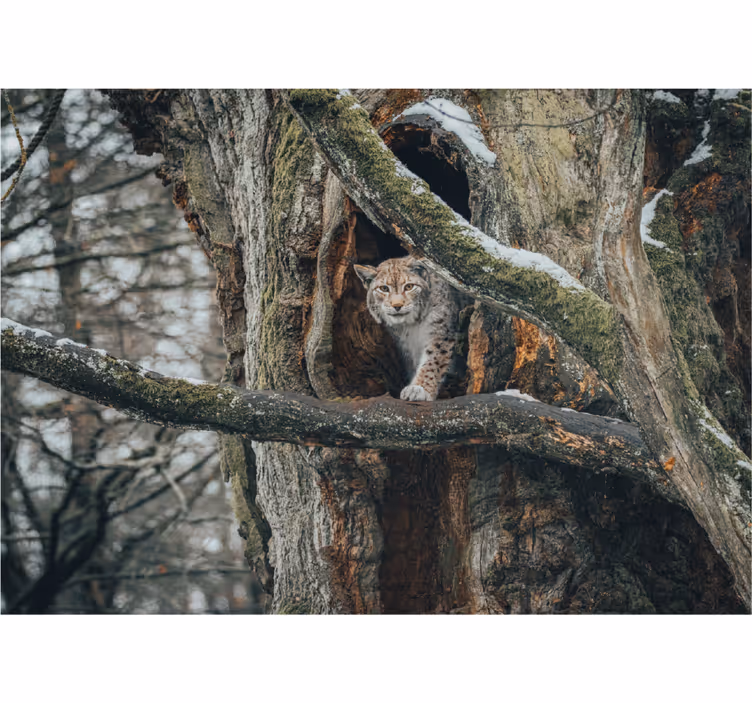 Lynx in Tree wall mural animals - TenStickers