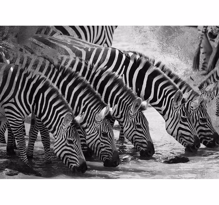 Zebras Drinking Water wall mural animals - TenStickers