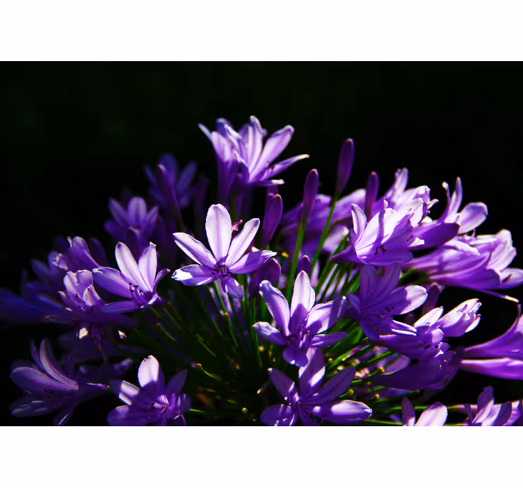 Purple Floral Beauty flowers wall mural - TenStickers