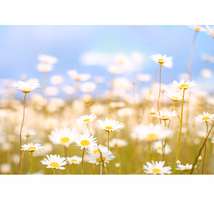 Daisies in Bloom flowers wall mural - TenStickers
