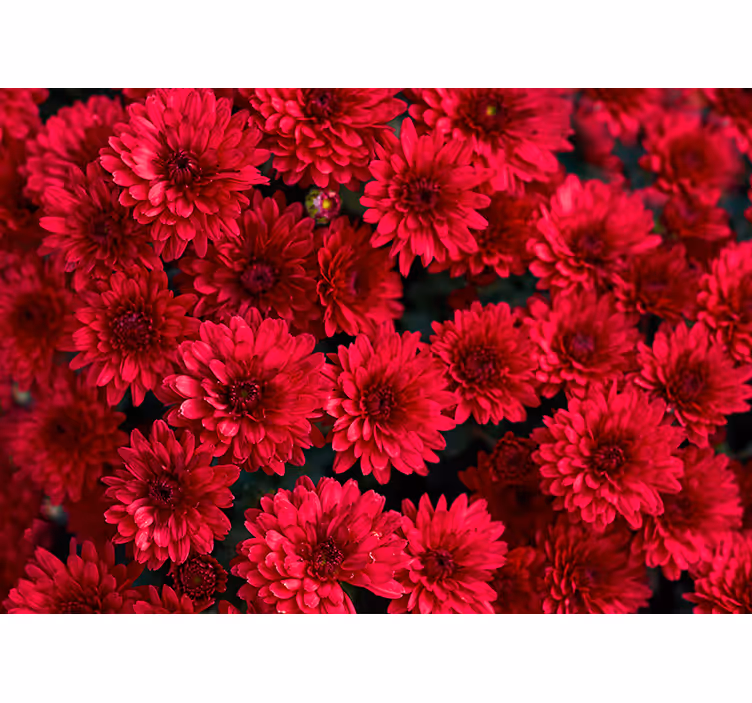 Vibrant Floral Design flowers wall mural - TenStickers