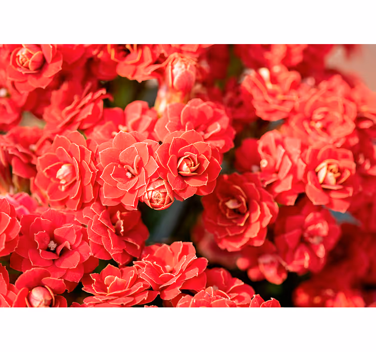 Red Flower Blossom flowers wall mural - TenStickers