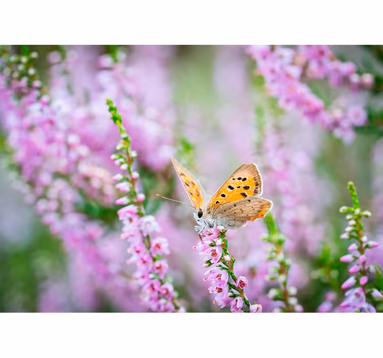 Butterfly on Blossom flowers wall mural - TenStickers