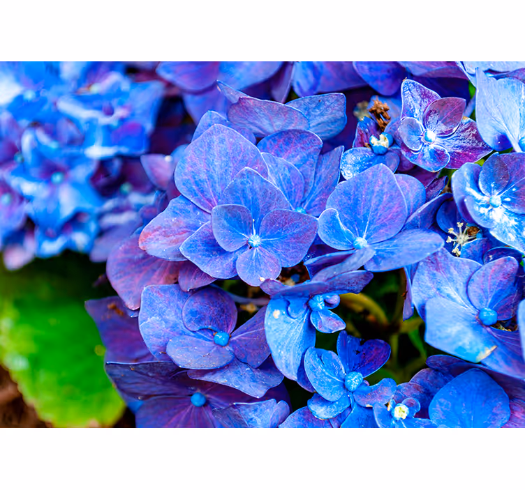 Vibrant Hydrangea Blooms flowers wall mural - TenStickers
