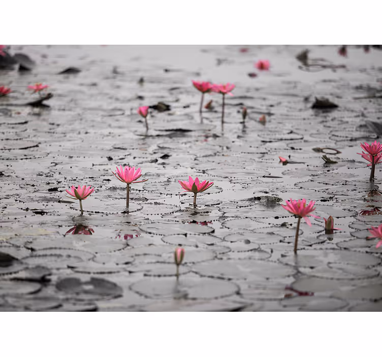 Flowers wall mural pink lotus blooms - TenStickers