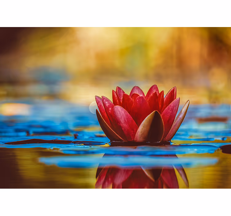 Magnolia wall mural graceful water lily design - TenStickers