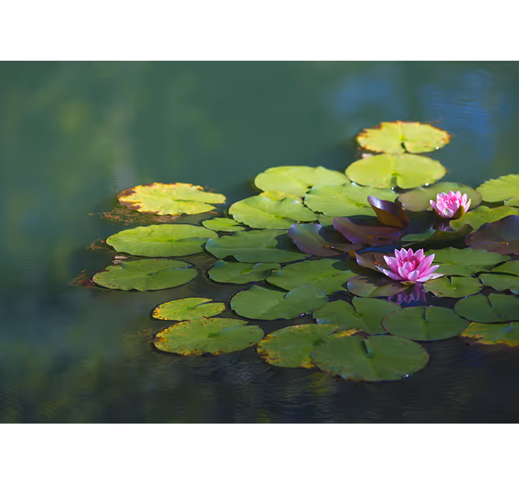 Water Lily Blooms flowers wall mural - TenStickers