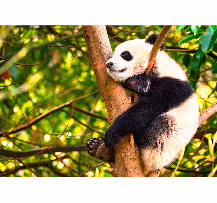 Relaxing Panda Cub wall mural animals - TenStickers
