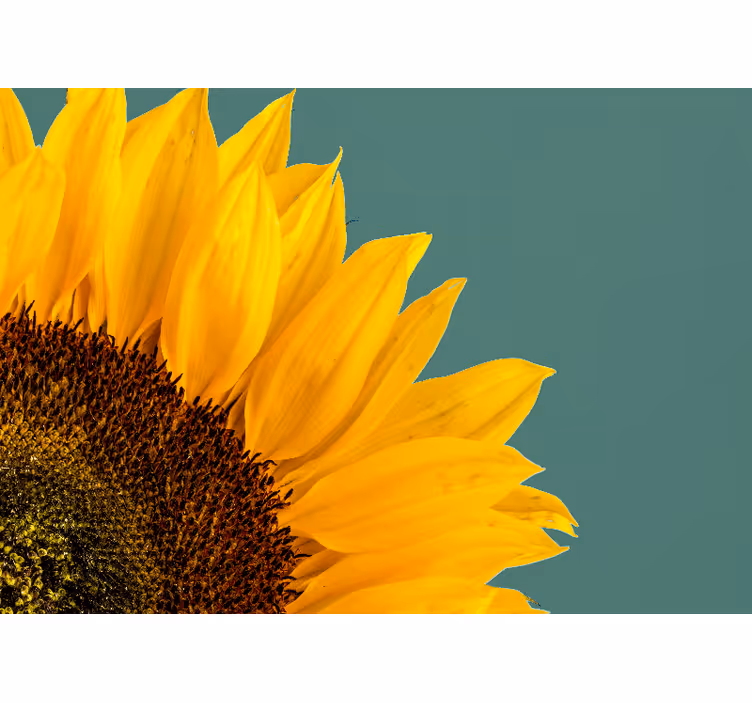 Flowers wall mural sunflower close-up - TenStickers