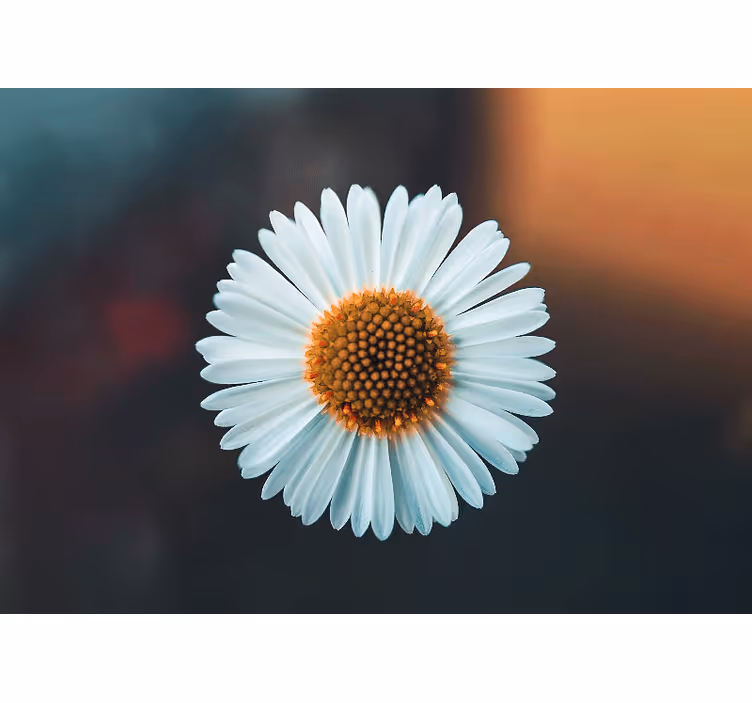 Flowers wall mural daisy floral design - TenStickers