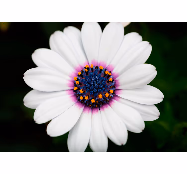 White flower blossom flowers wall mural - TenStickers