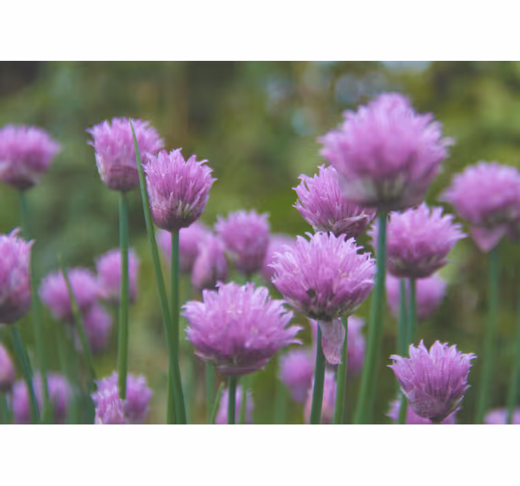 Flowers wall mural chive blooming cluster - TenStickers