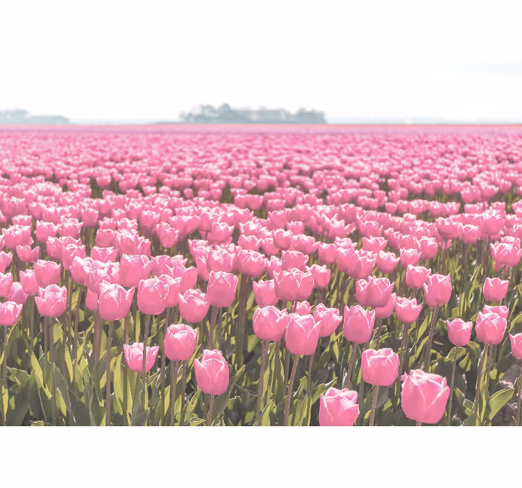 Poppy wall mural pink tulip fields - TenStickers