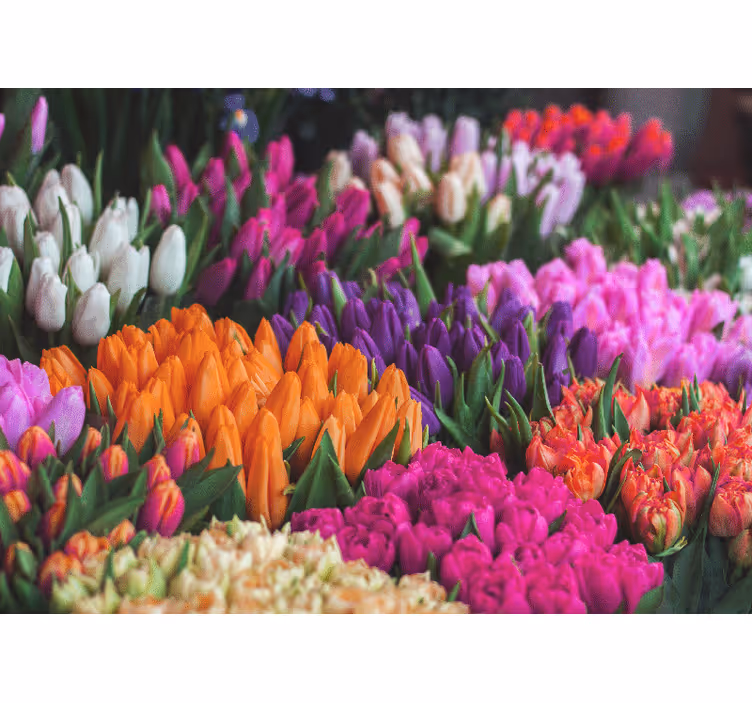 Flowers wall mural tulip garden showcase - TenStickers