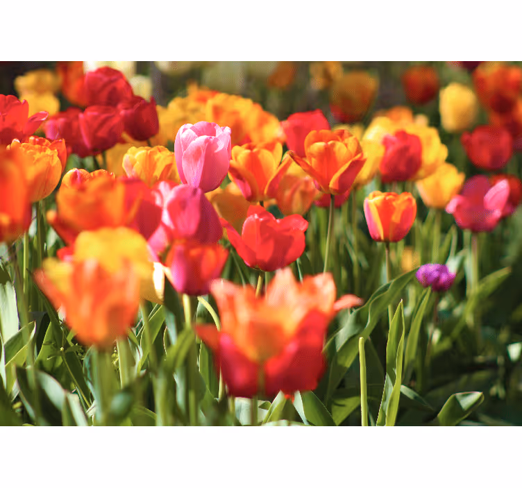 Flowers wall mural vibrant tulip field - TenStickers