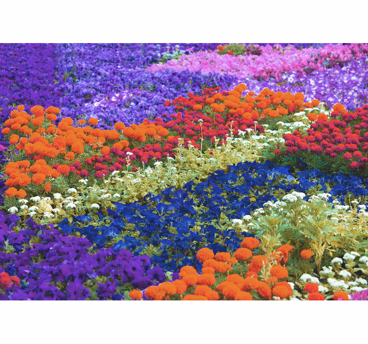 Colorful field other flowers wall mural - TenStickers
