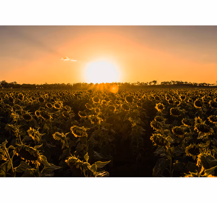 Flowers wall mural sunflower meadow at dusk - TenStickers