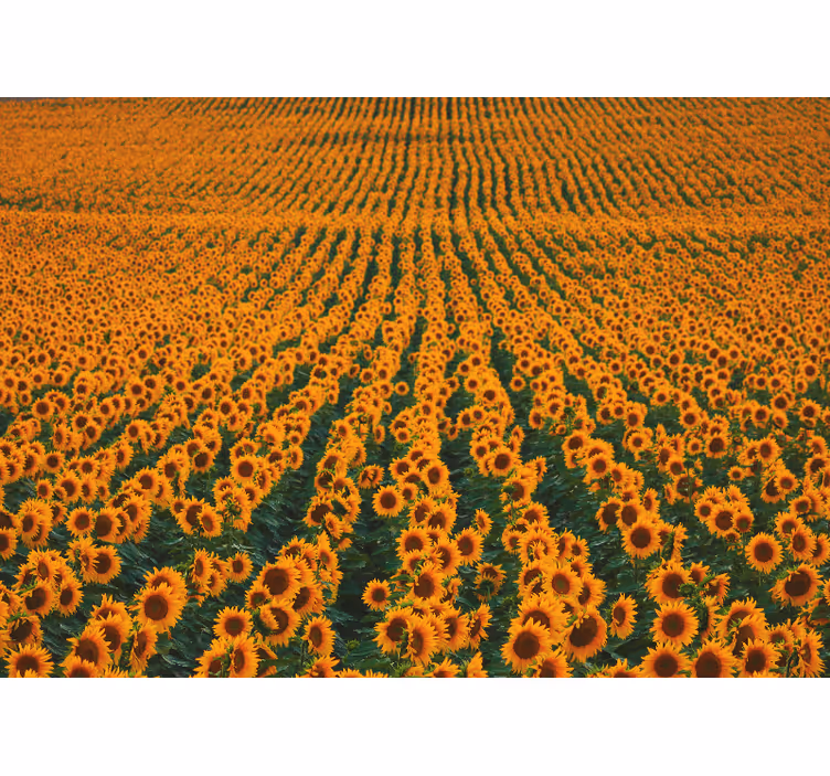 Flowers wall mural sunflower meadow - TenStickers