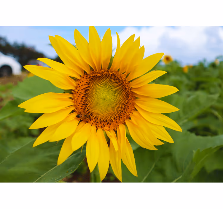 Flowers wall mural sunflower blooming beauty - TenStickers