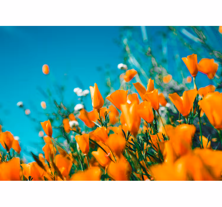 Flowers wall mural golden poppy blossoms - TenStickers